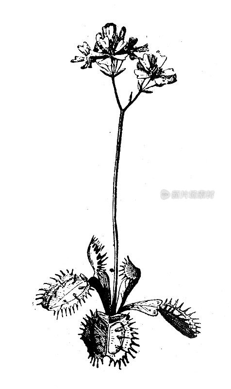 古董插图:捕蝇草(Dionaea muscipula)